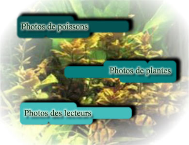 Photos de poissons