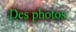 Des photos