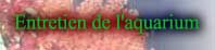 Entretien de l'aquarium