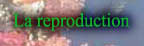 La reproduction