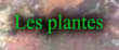 Les plantes